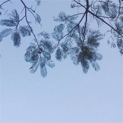 梦幻西游无双版网易版下载